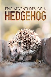Epic Adventure of a Hedgehog