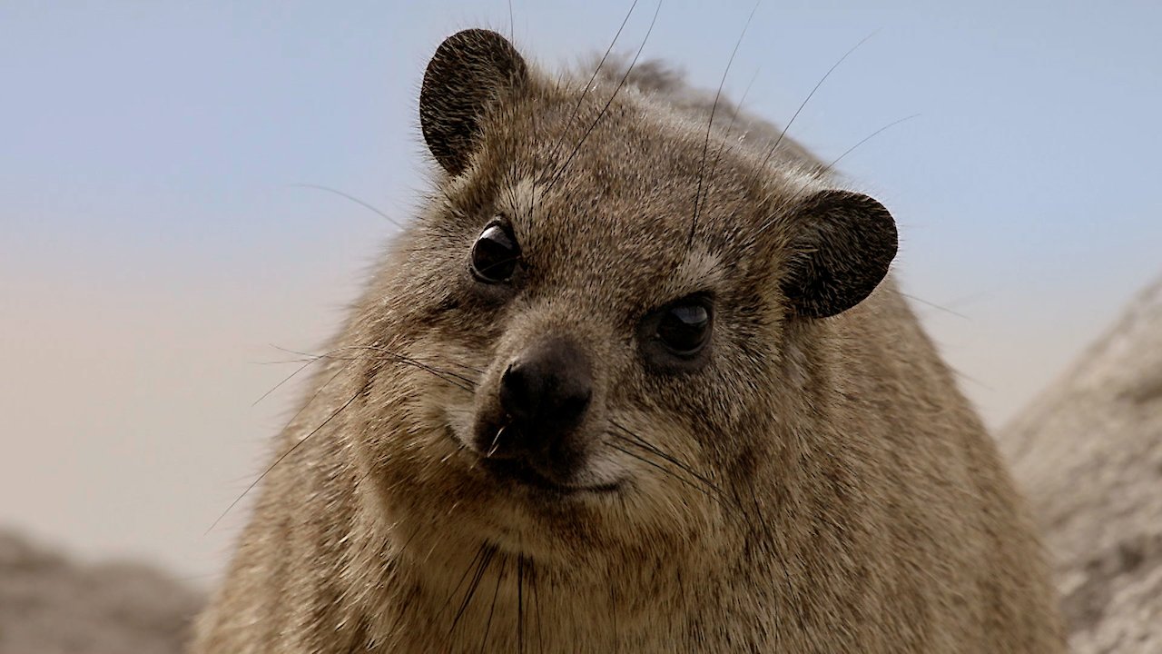 The Dassie