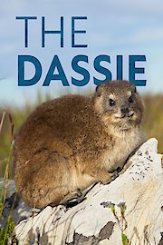 The Dassie