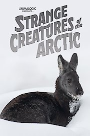 Strange Creatures of the Arctic