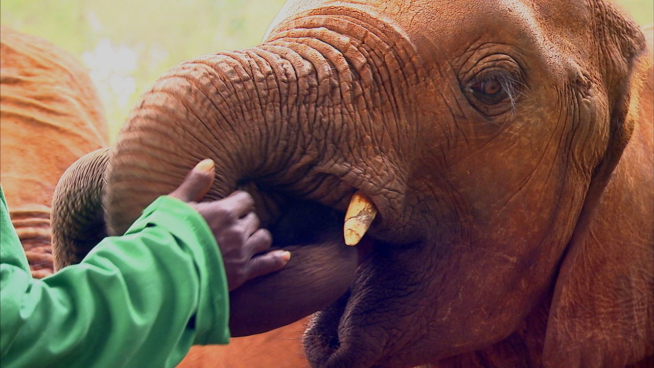 How to Be a Wild Elephant