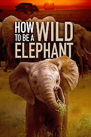How to Be a Wild Elephant