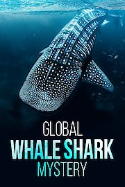 The Global Whale Shark Mystery