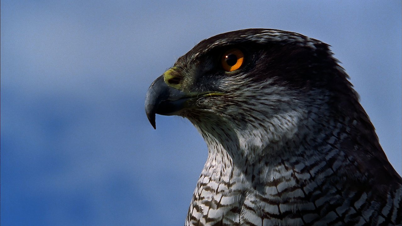 Hunters of the Skies