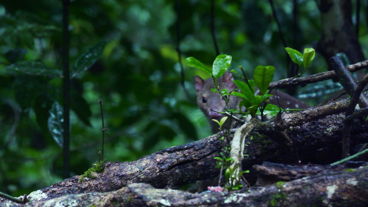 Quolls Fast Furious