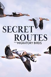 Secret Routes for Migratory Birds