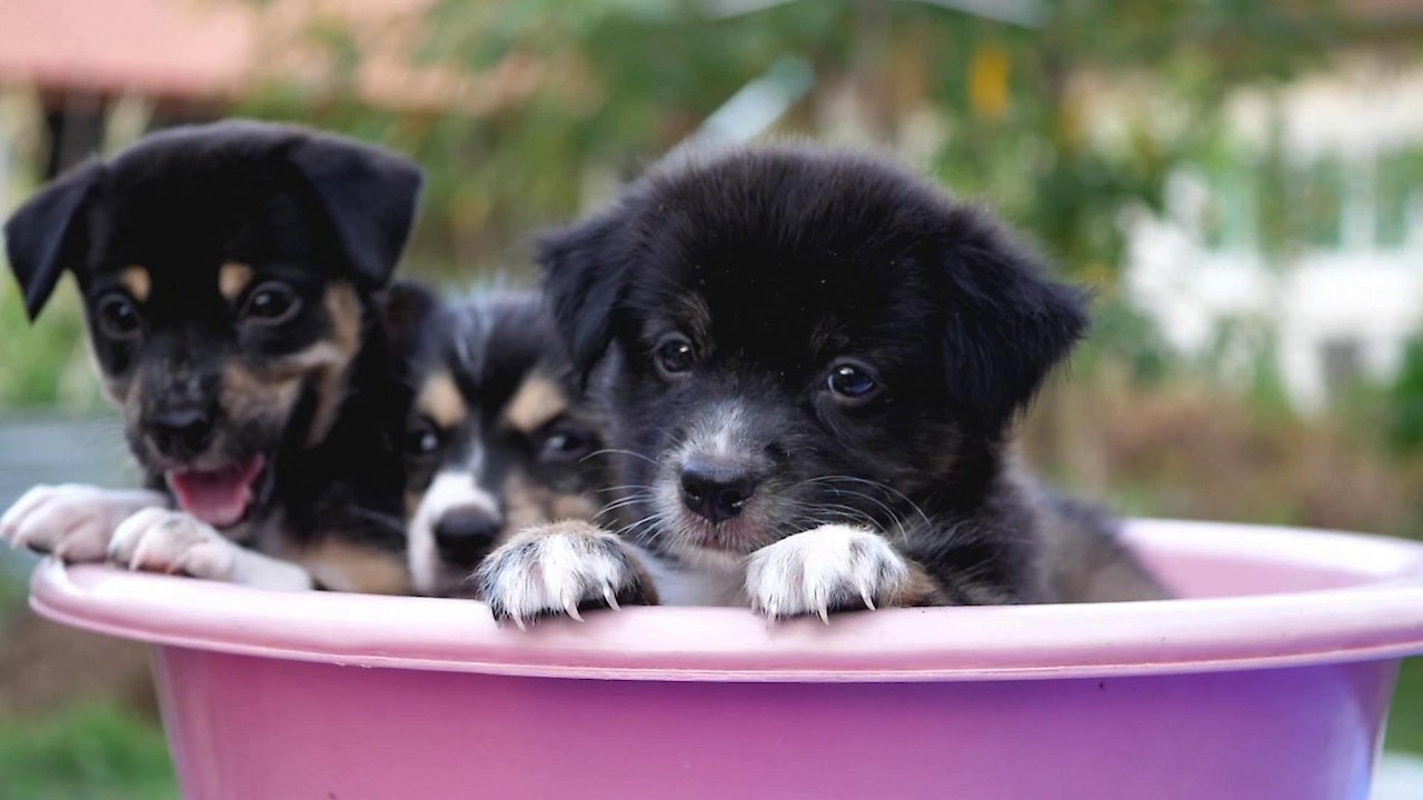 Easy Listenings: Happiness