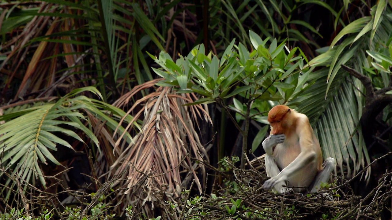 The Magic of Mangroves