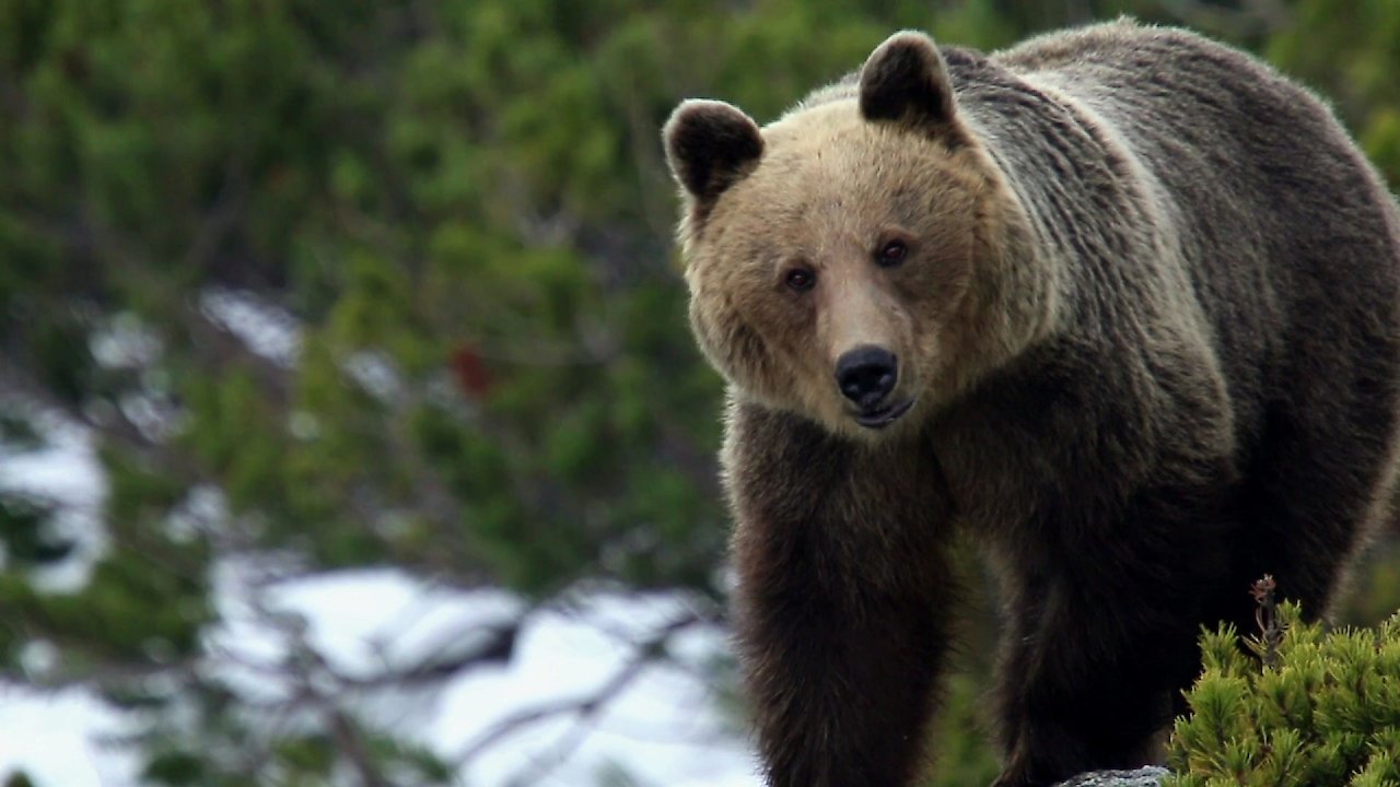 Brown Bears - Teddy Bears Picnic