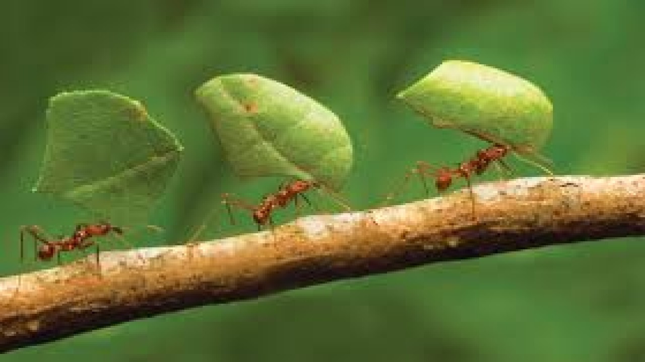 Ants: Natures Secret Power