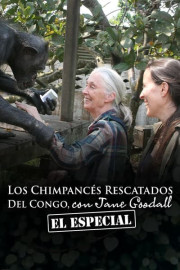 Los chimpancés del Congo rescatados, con Jane Goodall