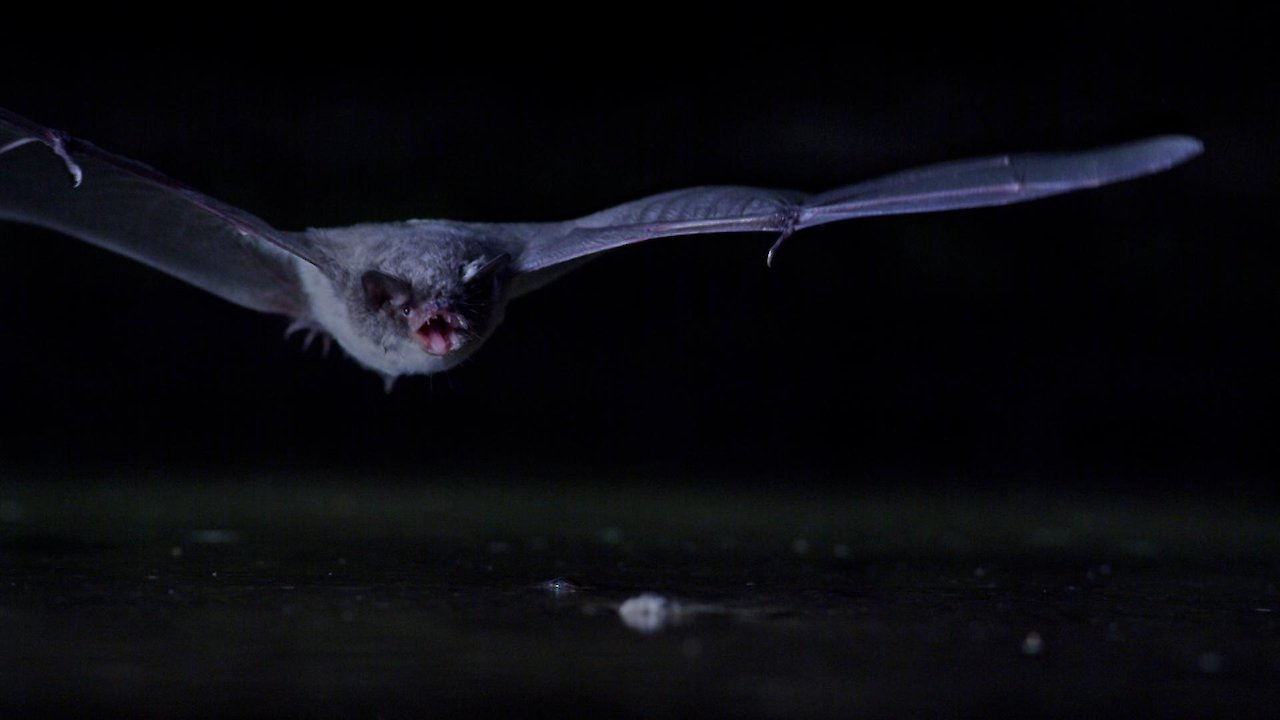The Secret Life of Bats