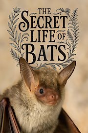 The Secret Life of Bats
