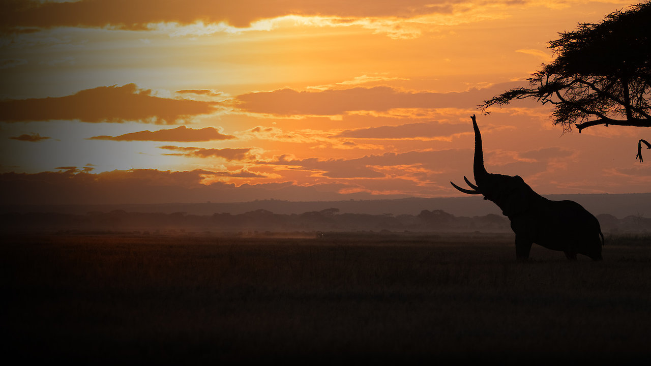 Tusker: Brotherhood of Elephants
