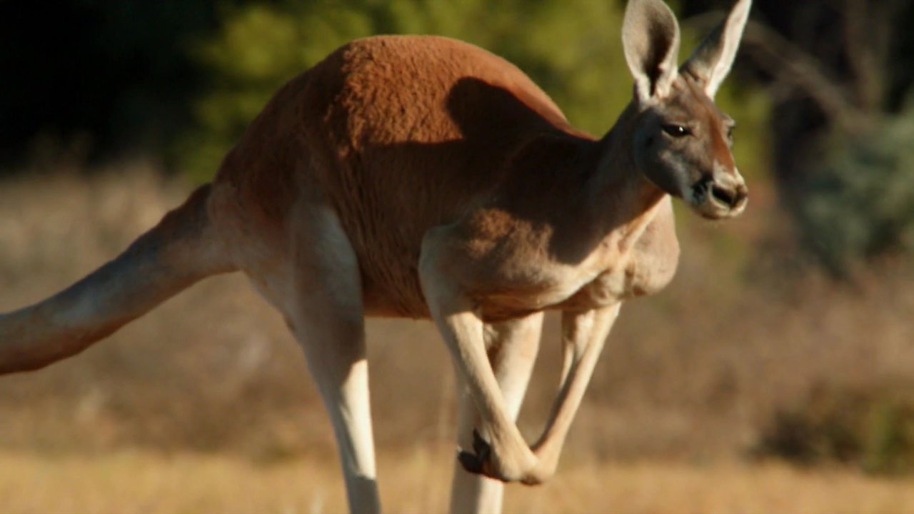 Bucket List Australia