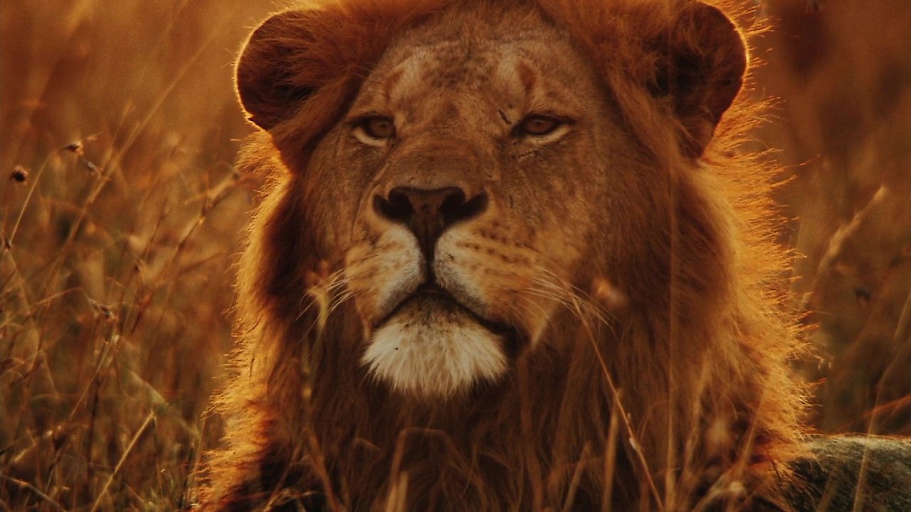 Lions: Africa's Super Power