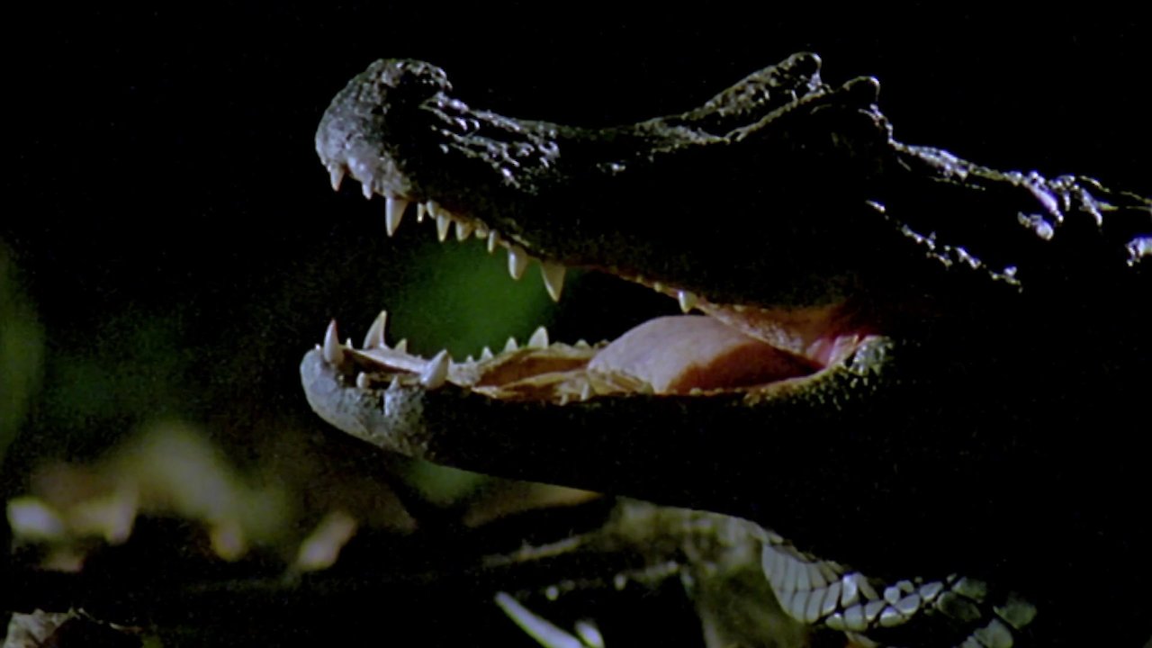 Crocodile Kingdom