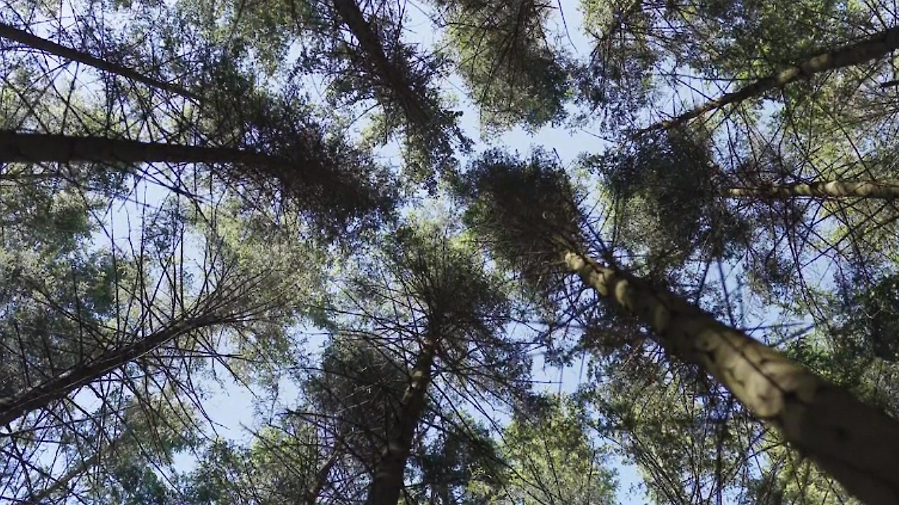 Zen Nature Sounds: Magical Forest