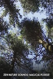 Zen Nature Sounds: Magical Forest