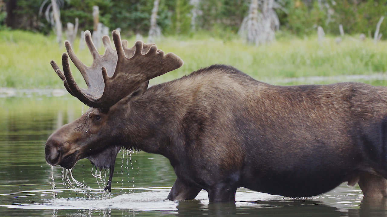 Colorado's Moose