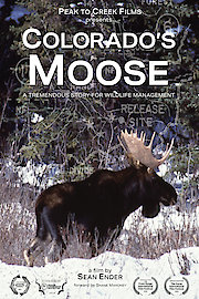 Colorado's Moose