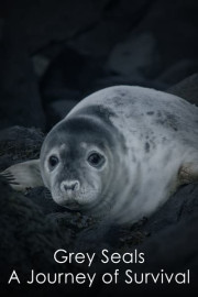 Grey Seals: A Journey of Survival