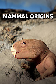 Mammal Origins