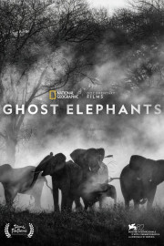 Ghost Elephants