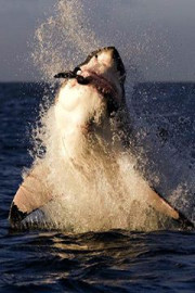 Shark Week's Impossible Shot