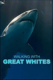 Walking With Great Whites