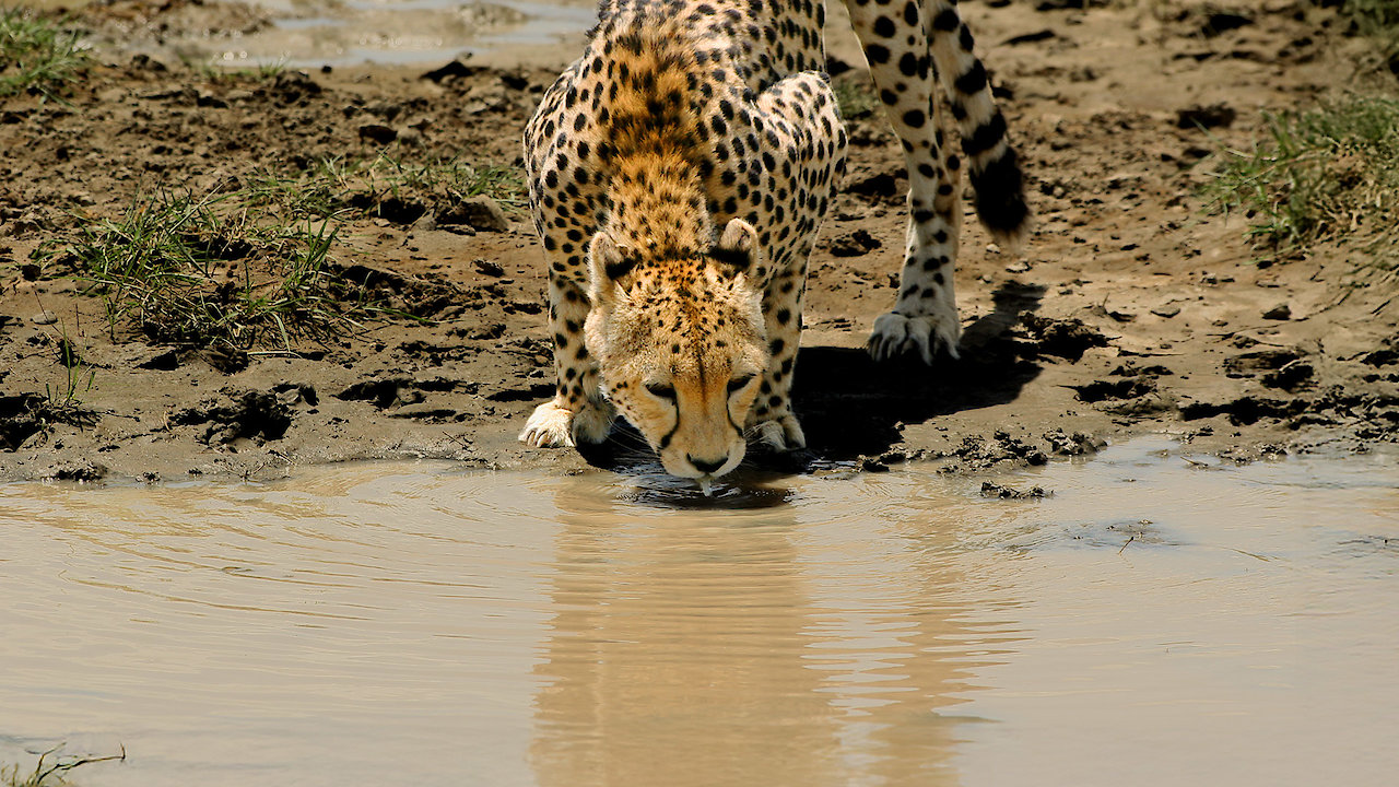 Cheetahs Against All Odds