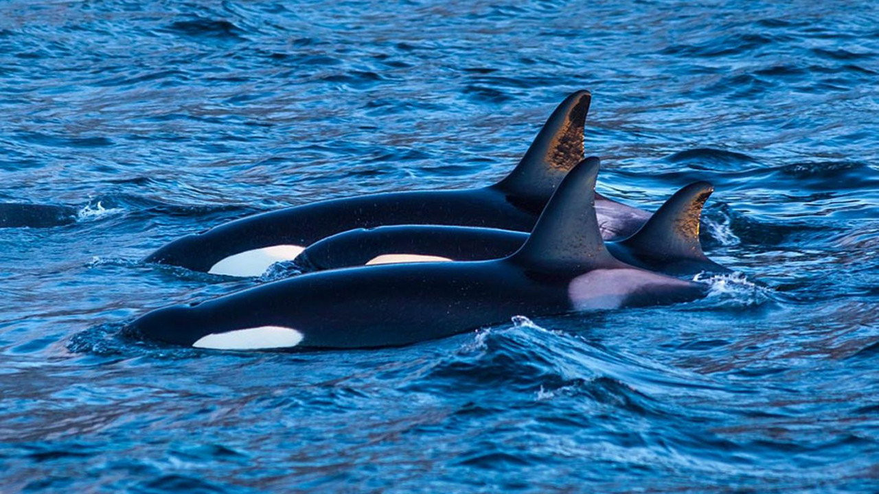 Killer Whales: The Mega Hunt