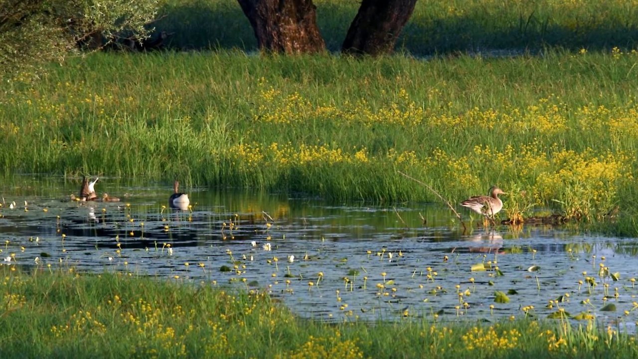 Fertile Floods - Croatia's Wetlands of the Save