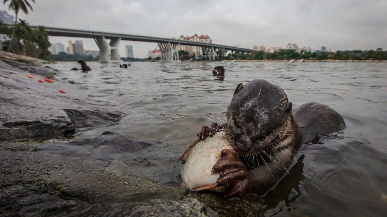 Otters And The Exotic Pet Trade