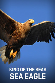 King of the Seas - Sea Eagle