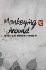 Monkeying Around: The Macaques of Huangshan