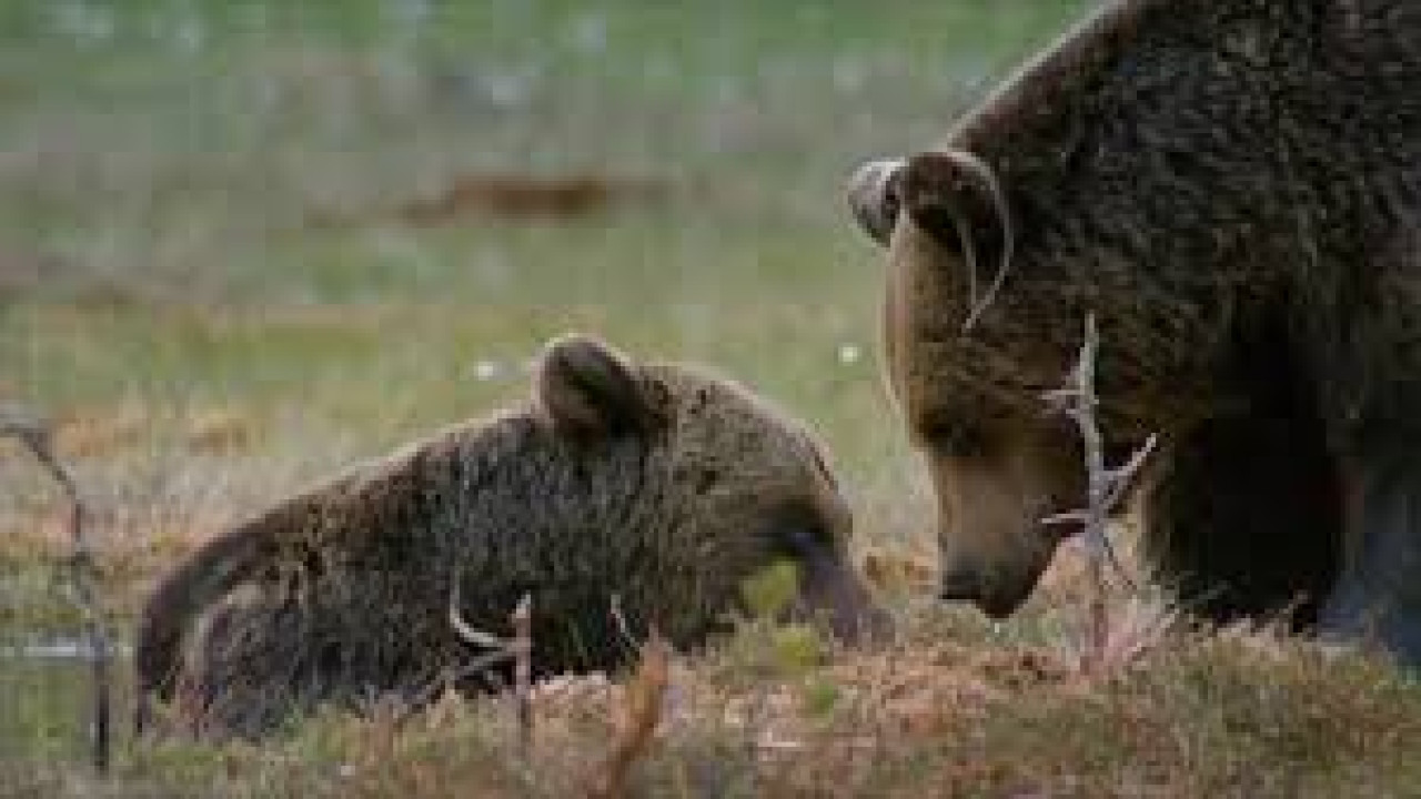 Bear Essentials