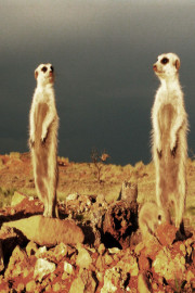 Little Killers