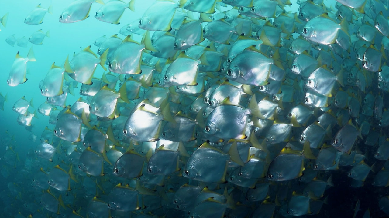 Australia's Marine Wonder on the Great Barrier Reef