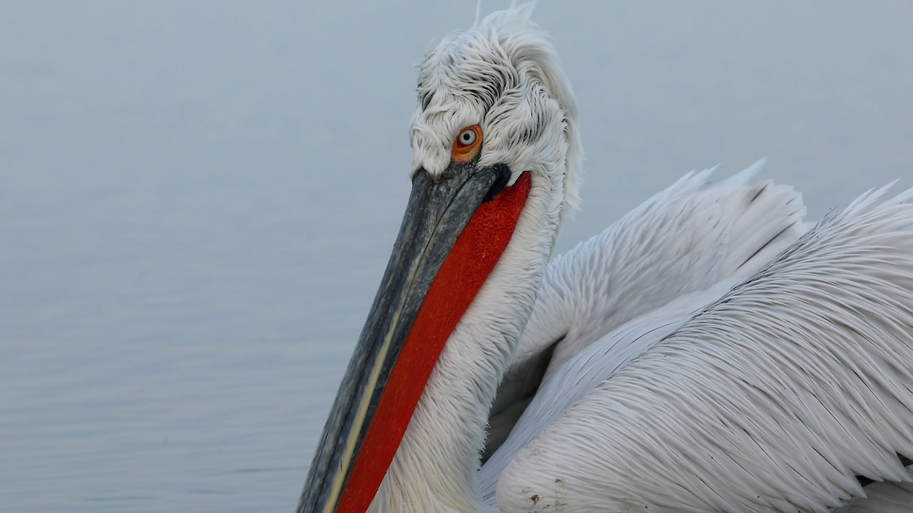 Living Waters - The Danube Delta