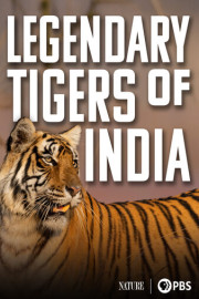 Legendary Tigers of India