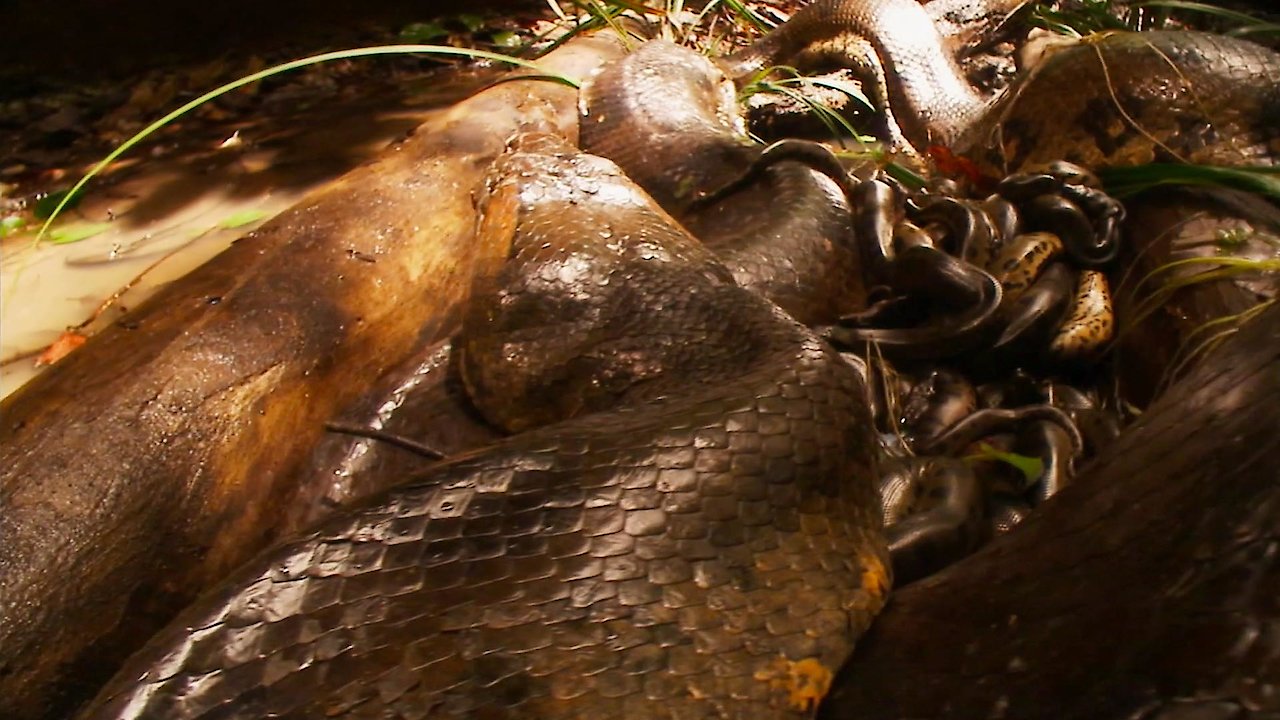 Anaconda Wanted - Hunting the Biggest Snake on Earth