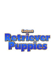 Puppy Time: Cutest Retriever Puppies