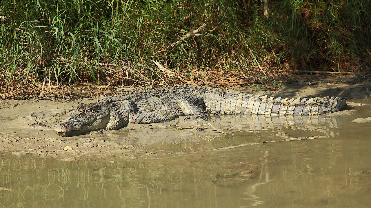Boss Croc