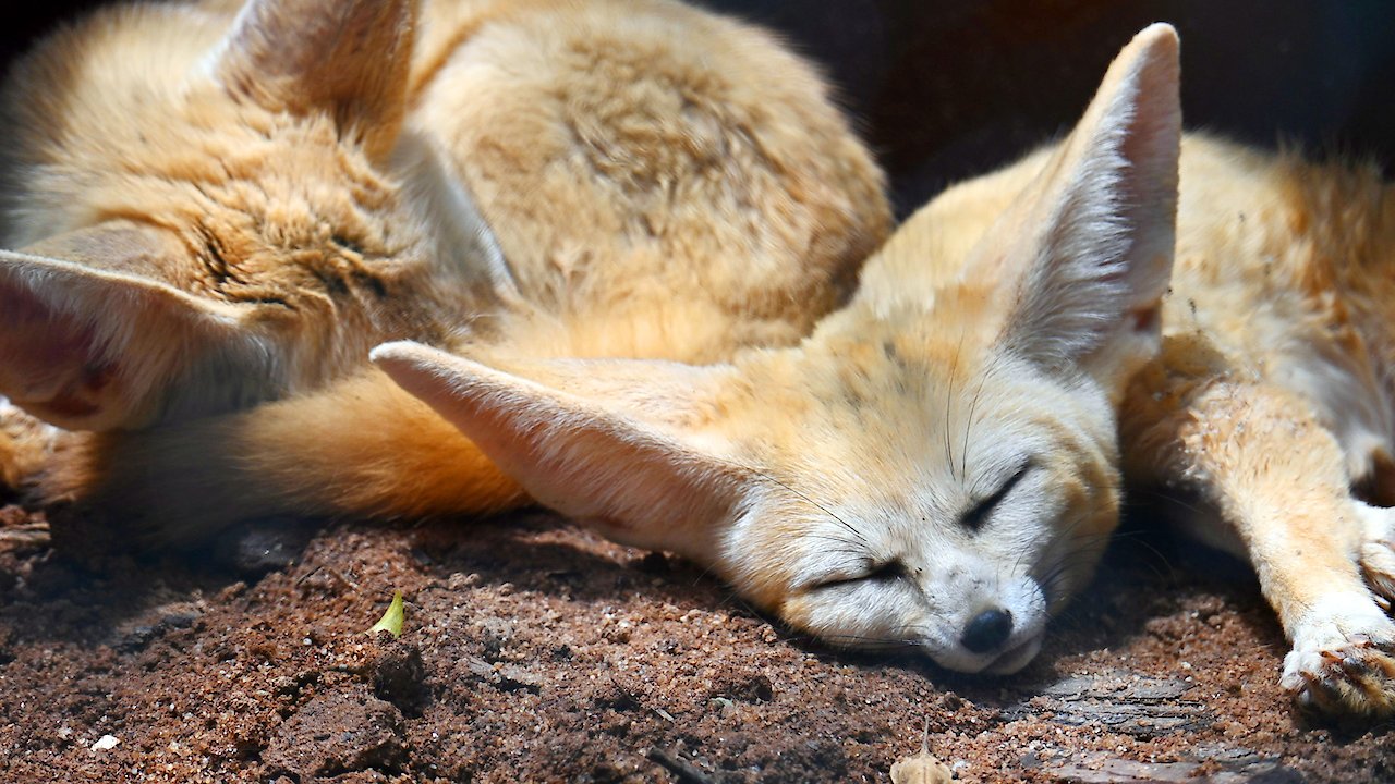 How the Wild Things Sleep