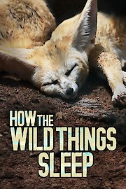 How the Wild Things Sleep