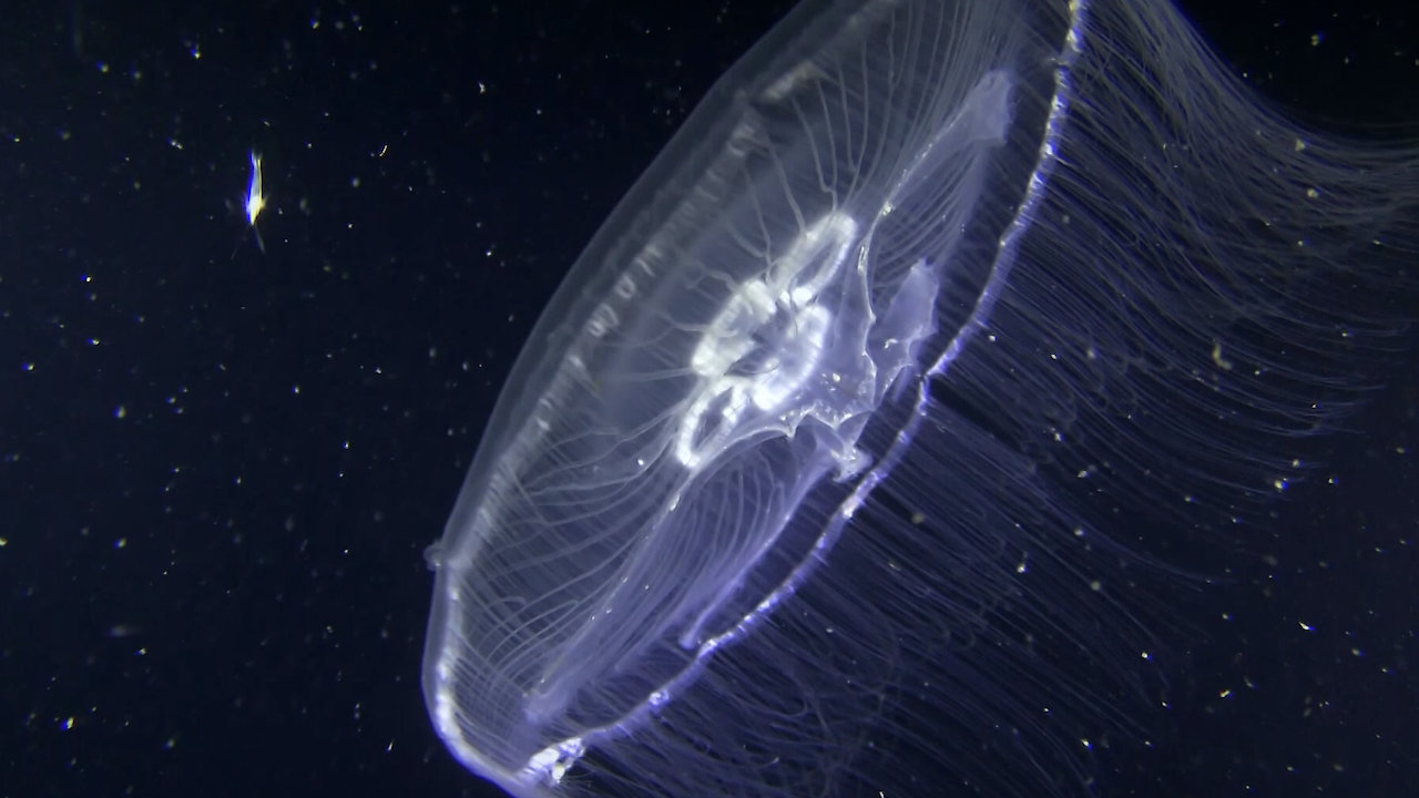 Jellyfish: The Ocean's New Rulers