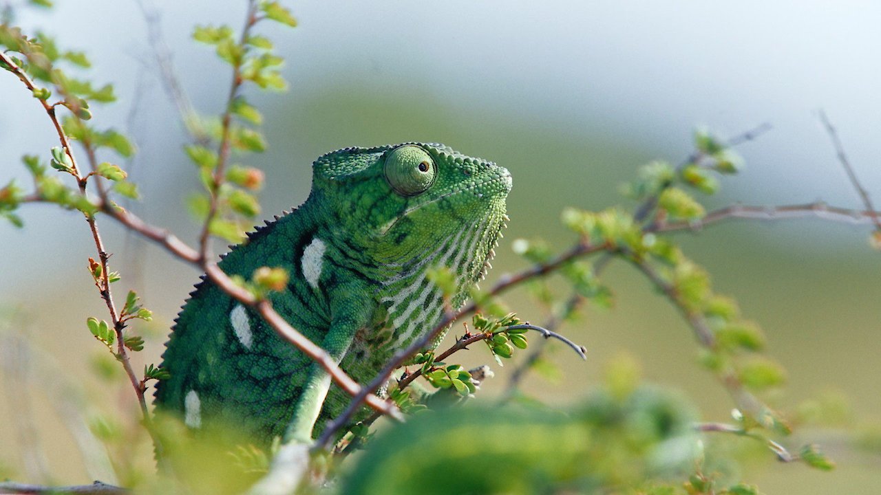 Madagascar or the Great Carnival of the Chameleons
