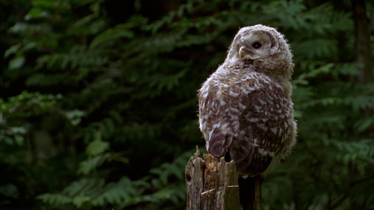 Bavarian Forest