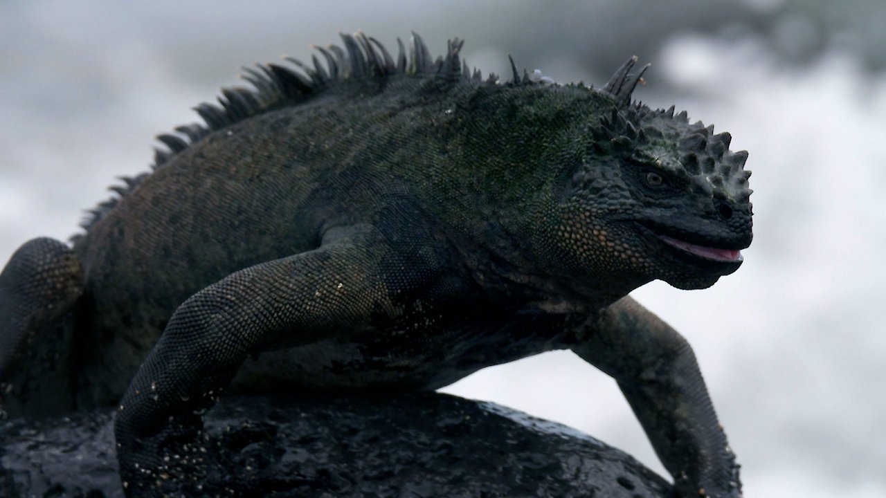 Vanishing Dragons of the Galapagos